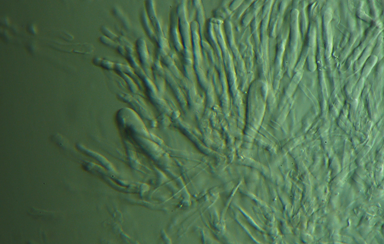 Ritrovamento n1 del 20-11-2011 (Phlebia radiata)